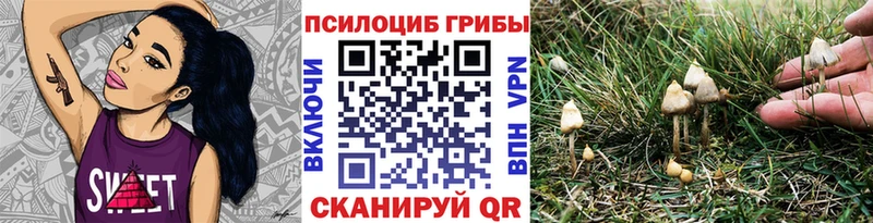 Псилоцибиновые грибы Psilocybine cubensis  где найти   Тольятти 